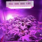 4 Best 1000W LED Grow Lights for Grow Room[Reviews]